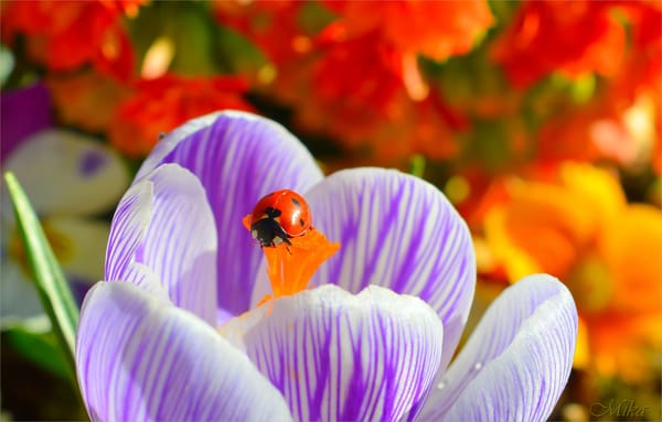 Обои Божья коровка, Крокус, Crocus, Macro