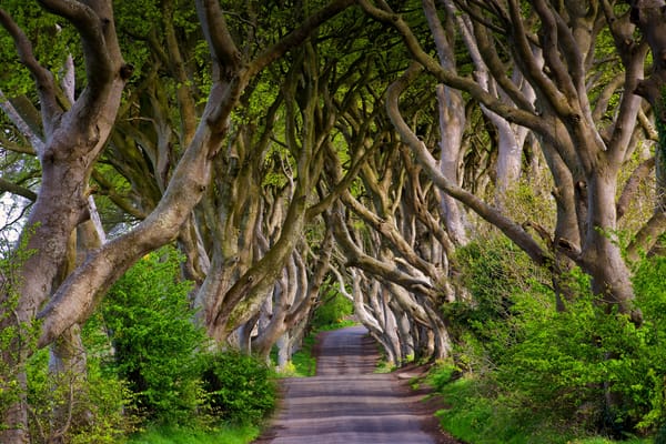 Обои England, аллея, Bregagh Road, деревья, Северная Ирландия, Англия, бук, Northern Ireland, Dark Hedges, дорога