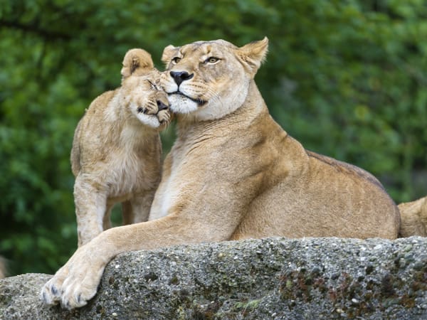 Обои львица, кошки, львёнок, камень, детёныш, семья, львы, ©Tambako The Jaguar