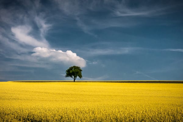 Обои field, горизонт, поле, tree, field of gold, поля из золота, horizon, дерева