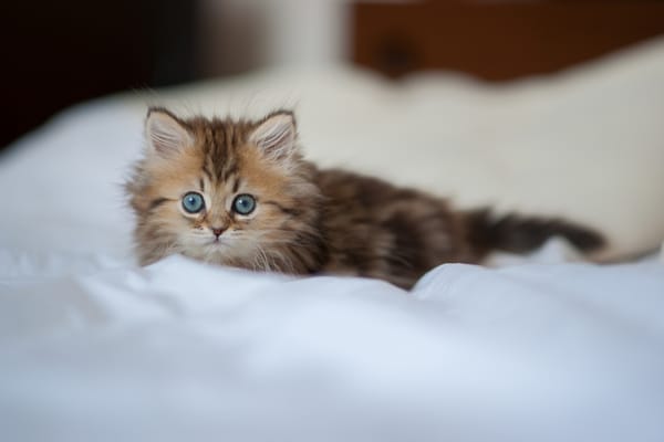 Обои взгляд, © Benjamin Torode, Daisy, котёнок