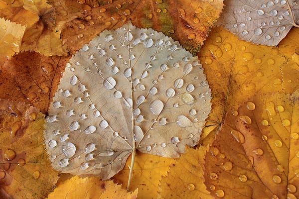 Обои осень, Autumn leaves, капли, листья