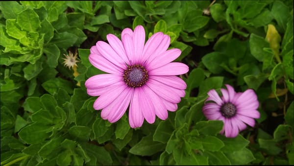 Обои Цветочки, Purple flowers, Фиолетовые цветы