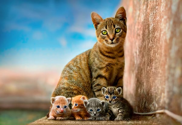 Обои кошка, детеныши, малыши, четыре котенка, материнство, дети, малютки, квартет, четыре, серые, небо, выводок, полосатые, котенок, голубой, мама, потомство, котята, рыжие, котёнок, стена