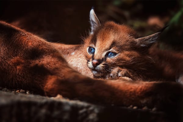 Обои лес, каракал, дикая кошка, мордашка, лежит, малыш, взгляд, котёнок, рысенок, свет, детеныш, рысь, рысёнок, кошка
