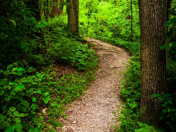 Обои США, Codorus State Park, природа, парк, кусты, тропа, ствол дерева, Pennsylvania