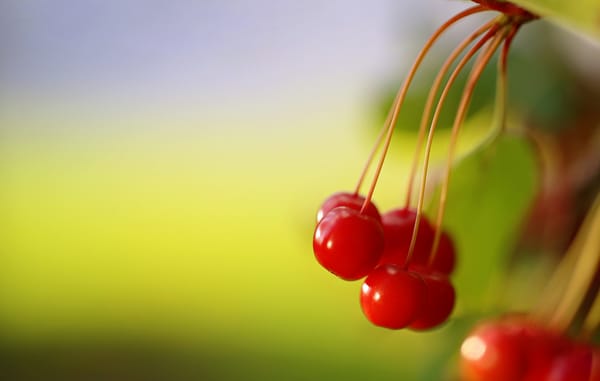 Обои Red, Wild Berries, природа