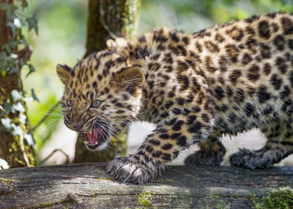 Обои леопард, ©Tambako The Jaguar, бревно, кошка, рычит, детёныш, котёнок, амурский