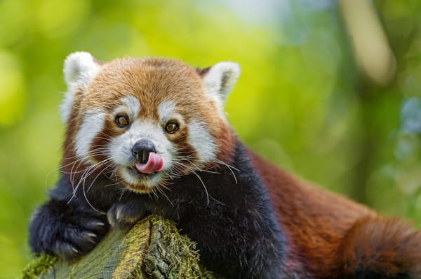 Обои красная панда, малая панда, морда, firefox, язык, взгляд, ©Tambako The Jaguar