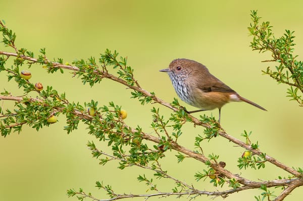 Обои дерево, ветки, Brown Thornbill, птичка
