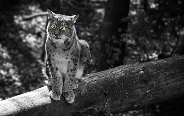 Обои Рысь, лес, семейство кошачьи, кошка, желтые глаза, серый, животное, уши, деревья, The Lynx