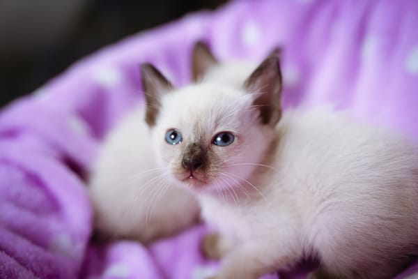 Обои котёнок, котята, голубые глаза