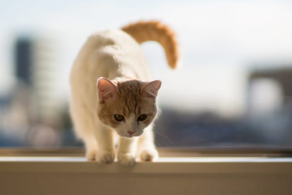 Обои Hannah, котёнок, © Benjamin Torode, подоконник