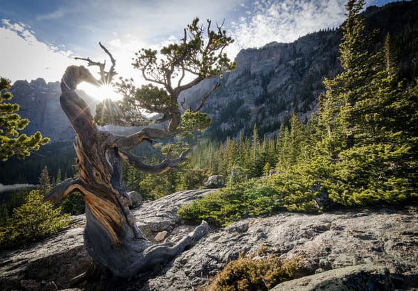 Обои Rocky Mountain National Park, горы, Роки-Маунтин, Колорадо, деревья, скалы, США, парк, камни, лучи солнца, остистая сосна, bristlecone pine