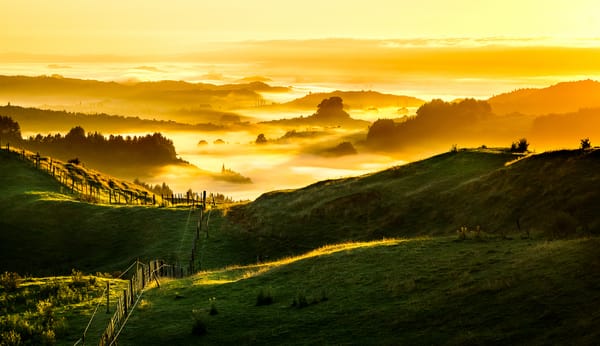 Обои New Zealand, Golden Sunrise, Foggy
