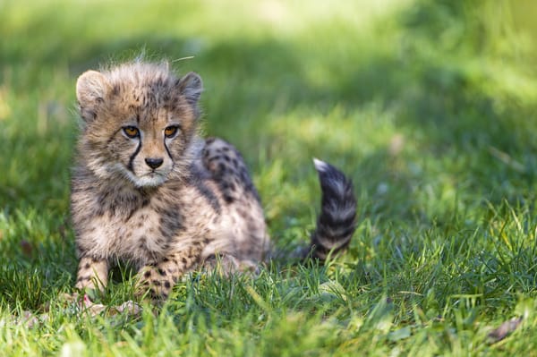 Обои гепард, котёнок, ©Tambako The Jaguar, трава, тень, кошка, детёныш