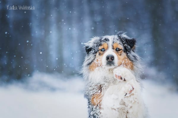 Обои собака, снег, австралийская овчарка