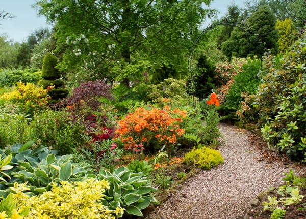 Обои Великобритания, цветы, деревья, Mount Pleasant gardens, кусты, гравий, тропинка, сад, зелень, листья