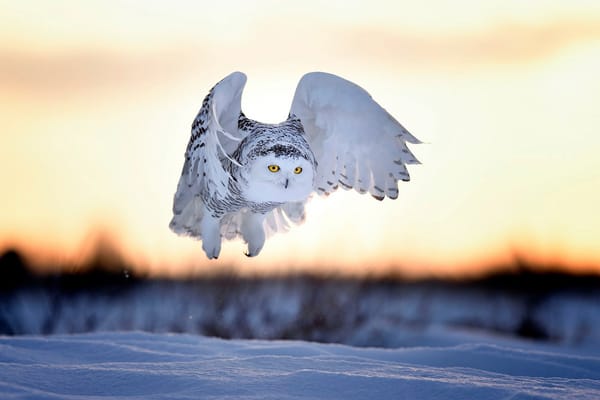 Обои птица, закат, зима, Nyctea scandiaca, Bubo scandiacus, полярная сова, вечер, снег, белая сова