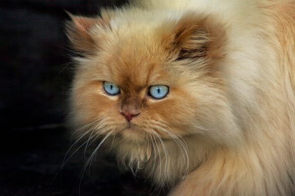 Обои concentration, рыжий, кот, взгляд