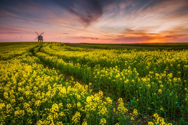 Обои Великобритания, Chesterton Windmill, Уорикшир, памятник архитектуры, графство, рапс, ветряная мельница, вечер, поле