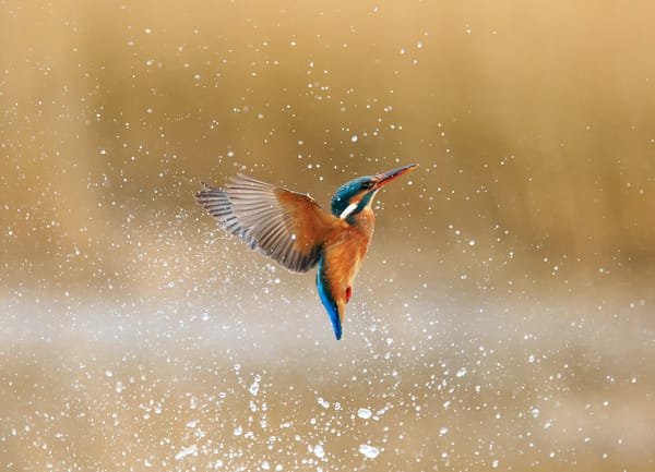 Обои птица, брызги, вода, обыкновенный зимородок, капли, alcedo atthis, kingfisher