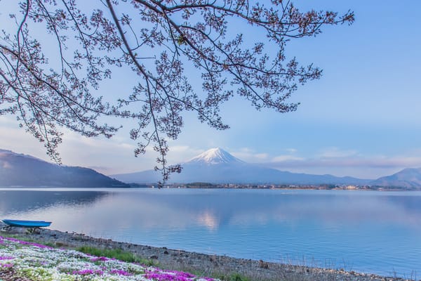 Обои Mount Fuji, Фудзияма, Lake Kawaguchi, озеро Кавагути, Япония, озеро, Фудзи, гора, лодка, вулкан, Japan, ветки, цветы