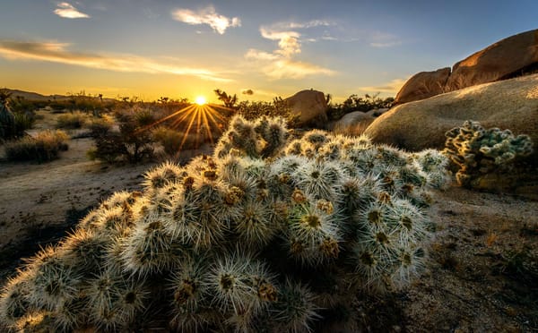 Обои Joshua Trees National Park, горы, деревья, США, Калифорния, солнце, закат, лучи