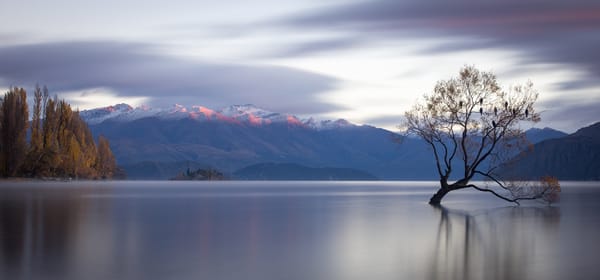 Обои Lone Tree, дерево, горы, водная гладь, озеро, Новая Зеландия, Lake Wanaka, New Zealand, озеро Уанака, панорама