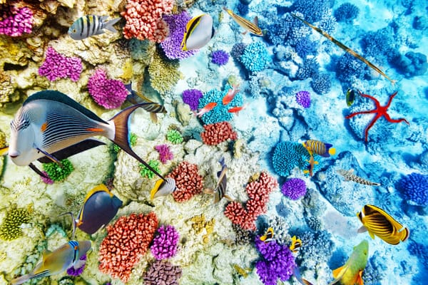 Обои underwater, подводный мир, world, coral, tropical, fishes, рыбки, океан, reef, коралловый риф, ocean