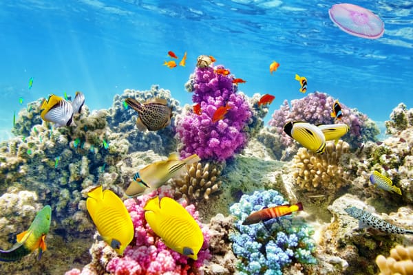 Обои underwater, fishes, world, ocean, подводный мир, coral, океан, tropical, reef, рыбки, коралловый риф