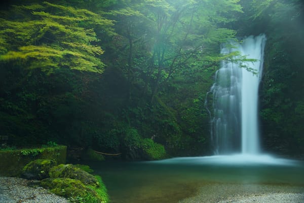 Обои Shiraito Falls, Fujinomiya, лес, водопад, водопад Шираито, деревья, Фудзиномия, Япония, Japan