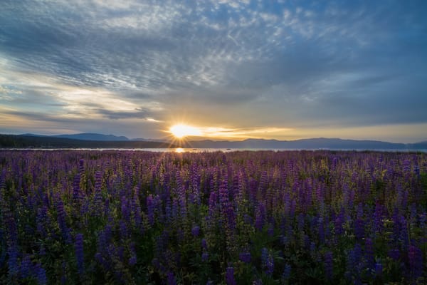 Обои Lake Tahoe, цветы, озеро Тахо, Невада, луг, Nevada, люпины, восход, рассвет, озеро, California, Калифорния