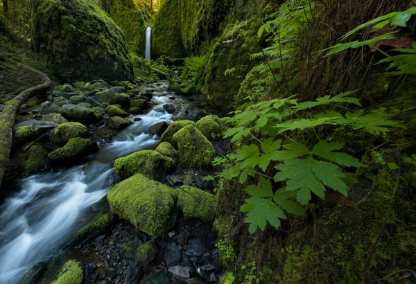 Обои Mossy Grotto Falls, ручей, Columbia River Gorge, листья, Oregon, водопад, камни, Ruckel Creek, мох