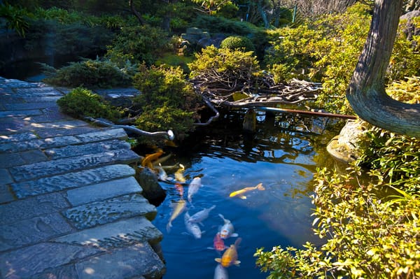 Обои Japanese garden, Япония, дорожка, разноцветная, кусты, пруд, рыба, сад, Nagasaki, камни