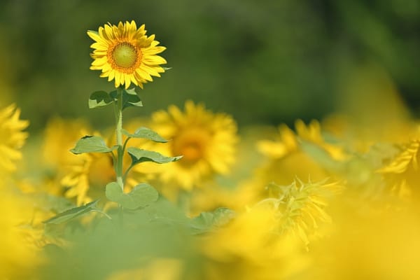 Обои подсолнухи, лето, природа