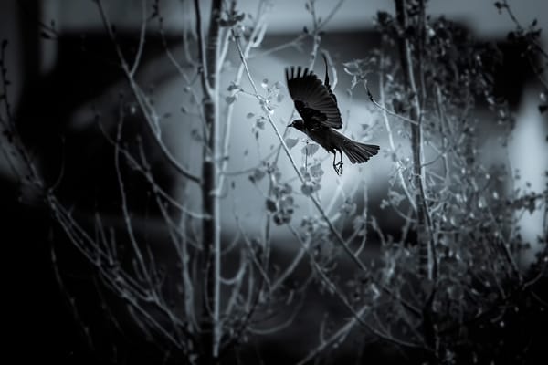 Обои flying bird, птица, полёт, чб