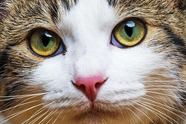 Обои кот, трехцветный, окрас, котяра, усы, счастливый, красавчик, cat, мордочка, боке, взгляд, размытость