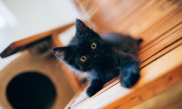 Обои чёрный котёнок, чёрный, котёнок, малыш