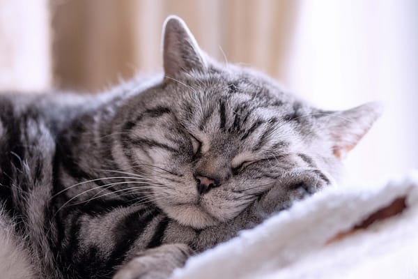 Обои спящий кот, отдых, кот, сон