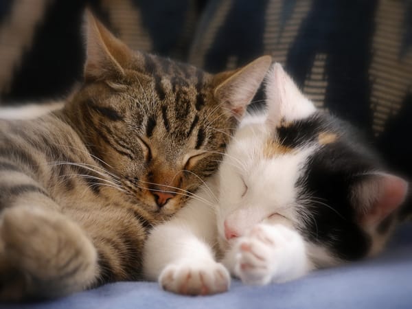 Обои спящие котята, сон, котята, парочка