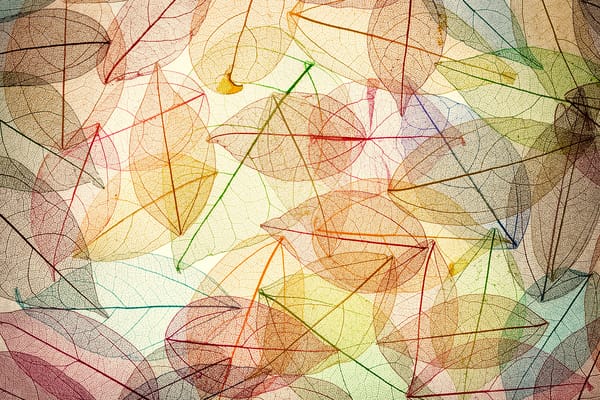 Обои autumn, листья, осенние, colorful, transparent, leaves, abstract