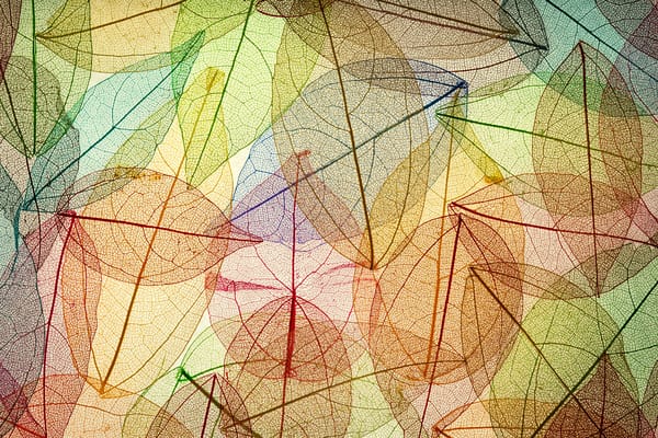 Обои autumn, листья, осенние, leaves, transparent, abstract, colorful