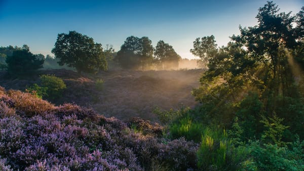 Обои Veluwezoom National Park, утро, вереск, Rheden, Гелдерланд, рассвет, Национальный парк Велювезом, деревья, лучи, Нидерланды, Реден, Gelderland, Netherlands