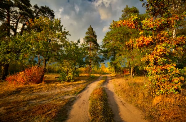 Обои краски осени, деревья, дорога