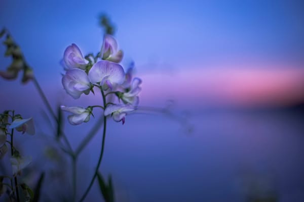Обои Sunset Wild, боке, цветок
