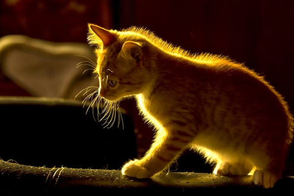 Обои рыжий котёнок, котёнок, рыжий
