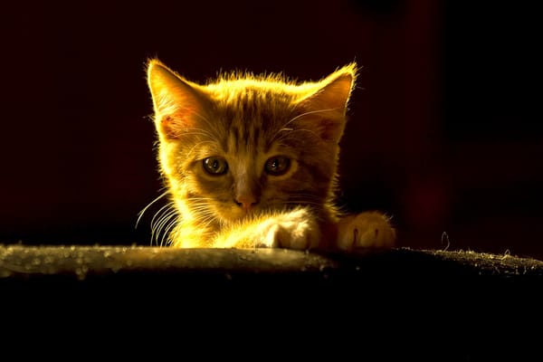 Обои рыжий котёнок, мордочка, котёнок, взгляд