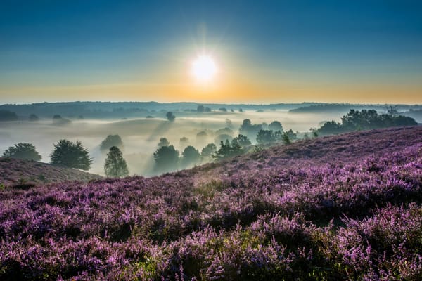 Обои Hoge Veluwe National Park, туман, Нидерланды, Национальный парк Де-Хоге-Велюве, Netherlands, рассвет, Гелдерланд, восход, вереск, Gelderland, утро