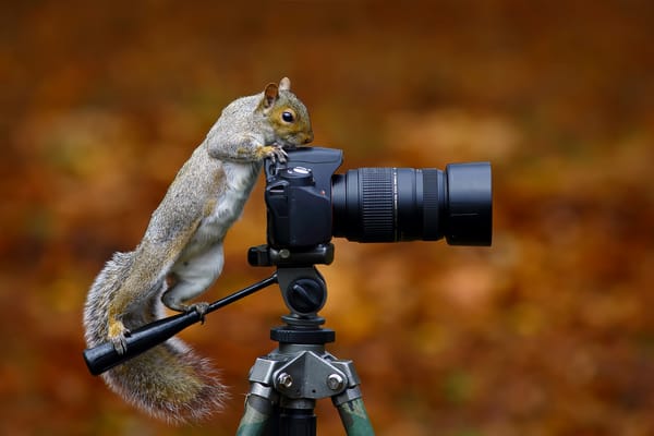 Обои Wild Grey Squirrel, белка, фотокамера